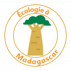 Ong madagascar