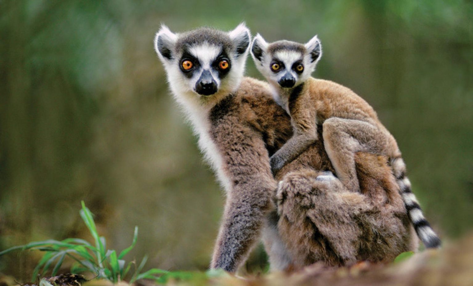 La richesse de la biodiversité à Madagascar - Ong madagascar