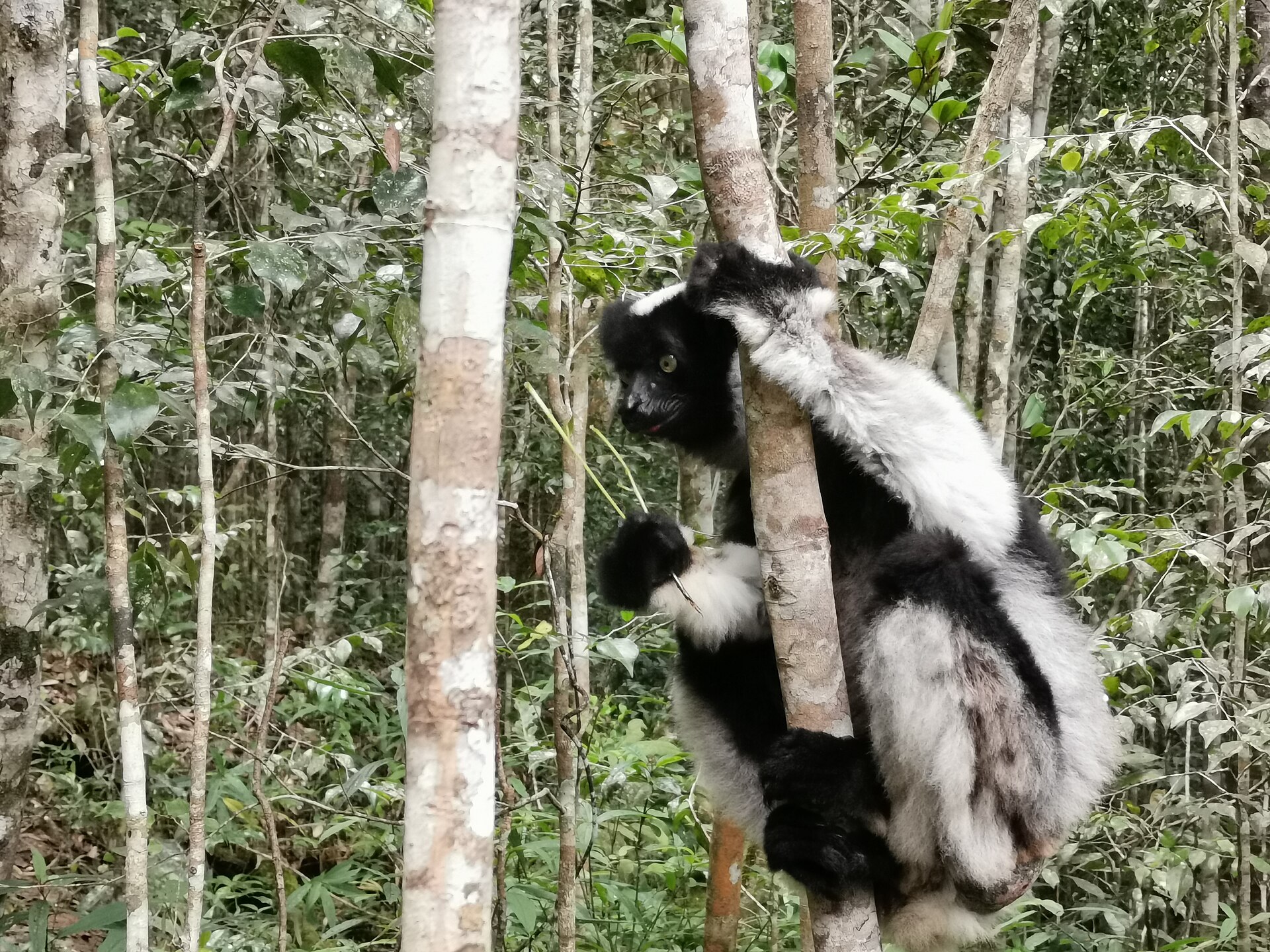 Un indri noir et blanc accroché à un jeune tronc dans la forêt du parc national d'Andasibe-Mantadia