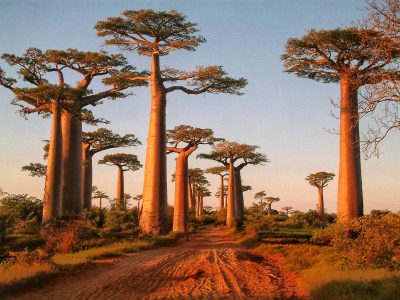 Picture of the avenue of the baobabs around sunset, Madagascar.