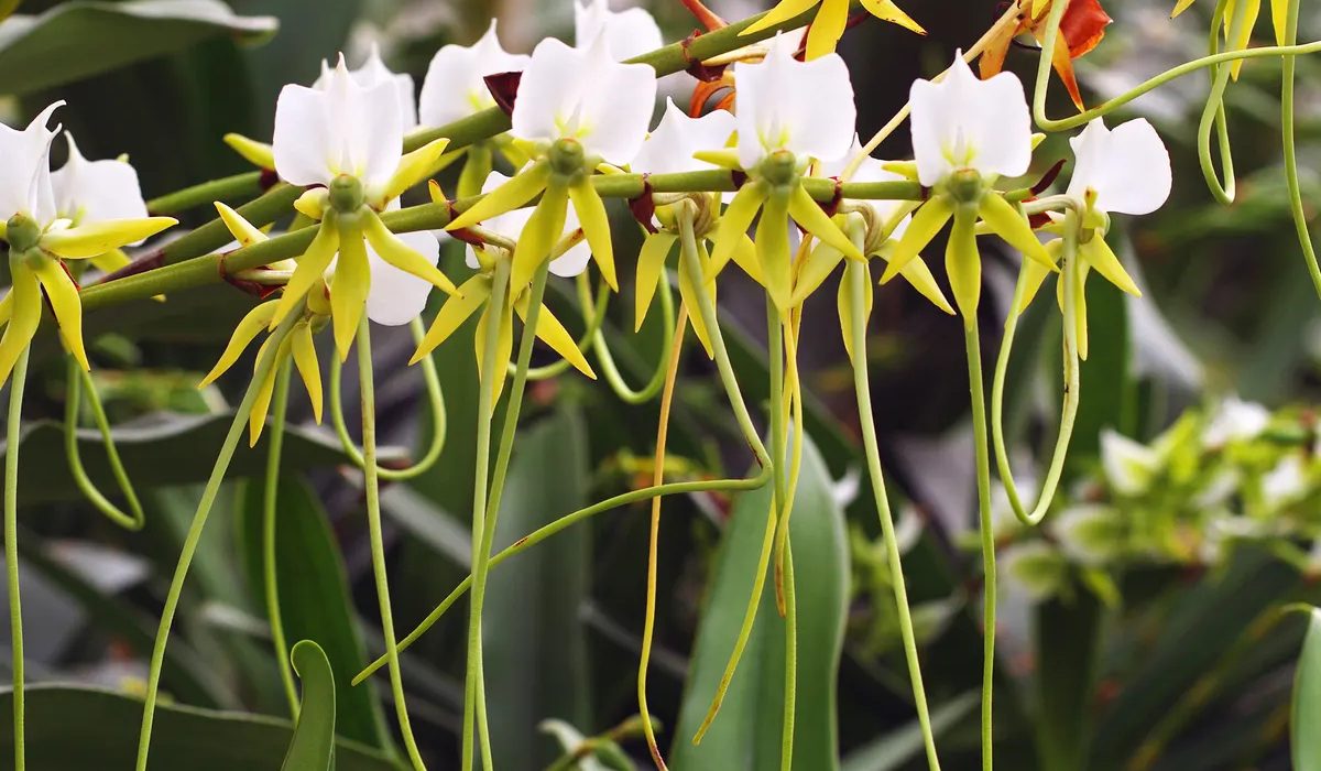 La protection de la flore à Madagascar - Ong madagascar