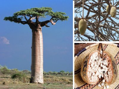 Adansonia_fruit_compose