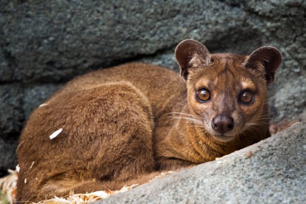 Fossa-0037-2126-1280x720