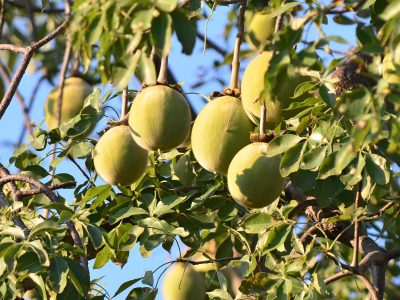 Gourdlike-fruit-baobab-tree