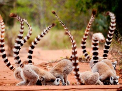 Lemur-facts-16-4-3