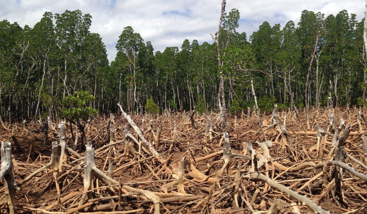 Madagascar_Deforestation