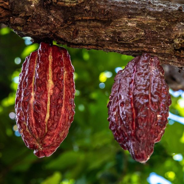 Red+Hanging+Pods