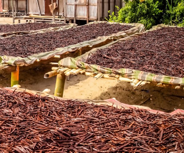 Vanilla dried on the tables in the small village in Madagascars Vanilla Coast near Mananara