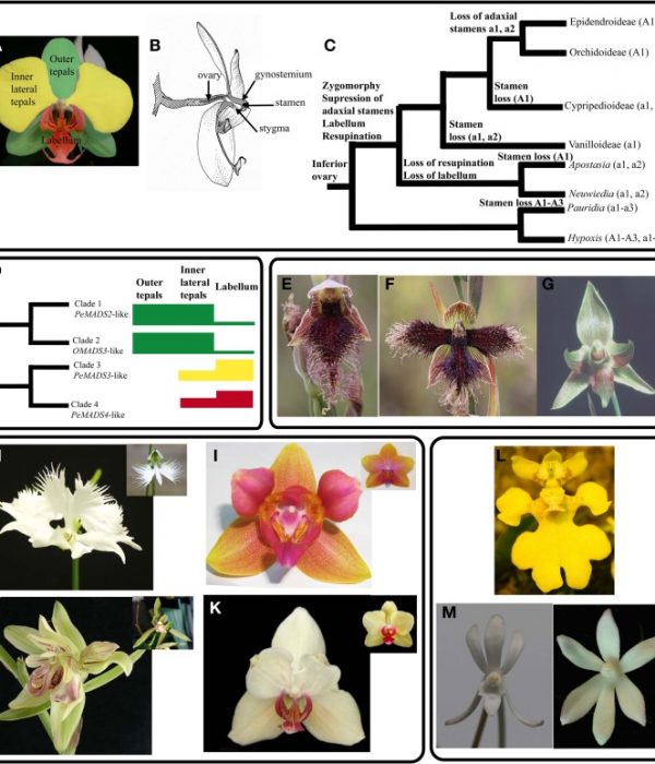 Wild-type-and-peloric-orchids-in-evo-devo-and-genomics-A-Orchid-perianth-The-color