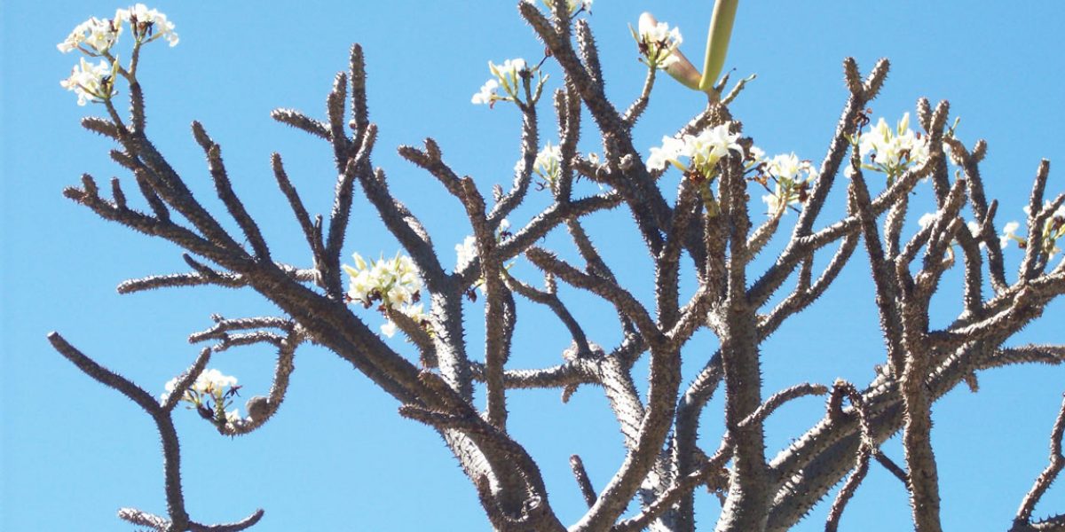 fleur-baobab