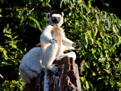 lemurs-madagascar