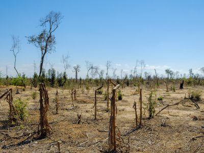 madagascar_deforestation_web